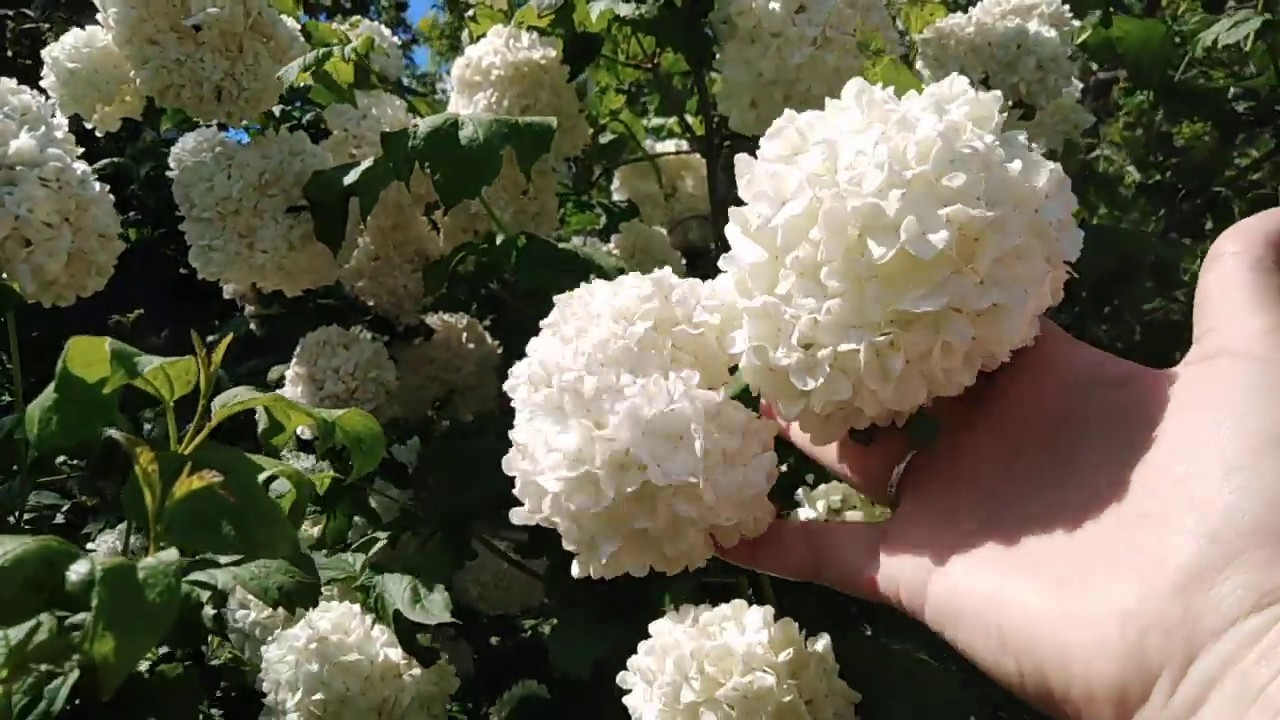 Цветет калина аккорды