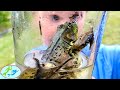 How to catch a BIG FROG | Theekholms