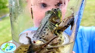 How to catch a BIG FROG | Theekholms by Theekholms 351 views 1 year ago 3 minutes, 14 seconds