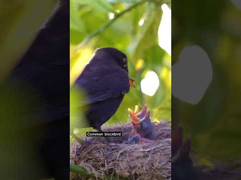Common Blackbird Turdus Merula Birds World Wildlife Nature Bird Animals Baby
