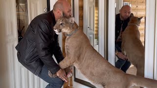 The happiest reunion ever. Cougar waited for his loving master. Sasha entertains cougar Messi!