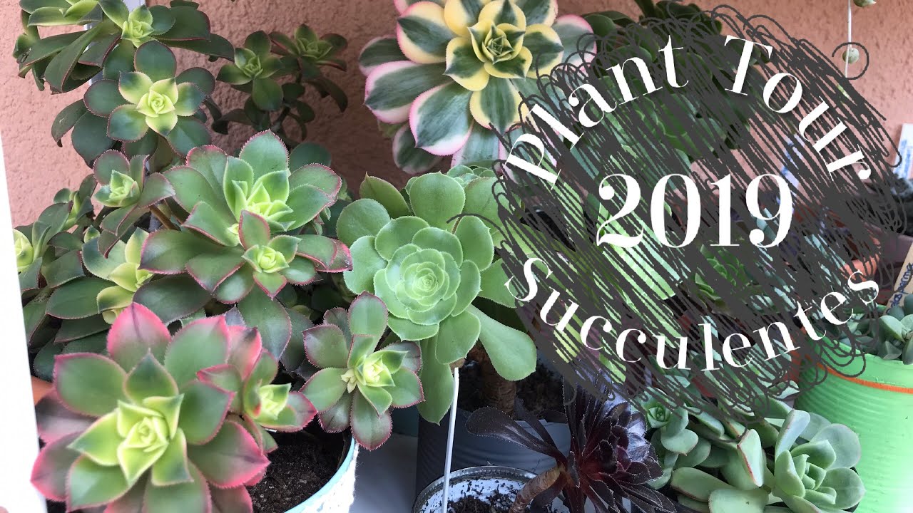 SUCCULENT TOUR  MES PLANTES SUCCULENTES VONT ÊTRE PLUS BELLES QUE