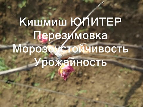 Киш-миш Юпитер. Перезимовка. Морозоустойчивость. Урожайность.