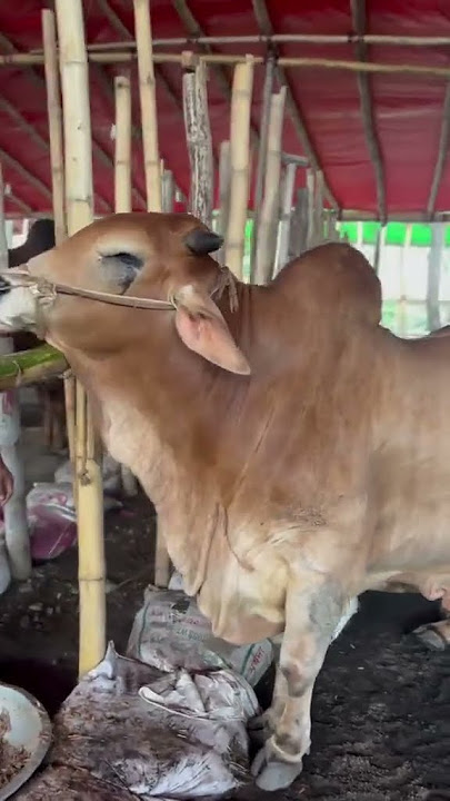 https://vt.tiktok.com/ZSS1qVwTg/