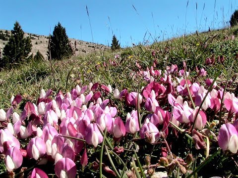 Видео: Ръководство за подрязване на бял равнец: Научете как да подрязвате растения от бял равнец