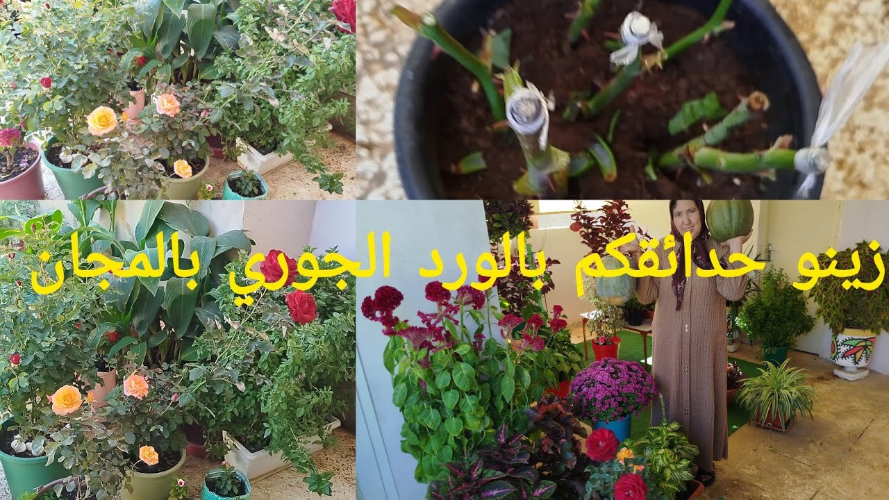 تكثير الورد الجوري بطريقة ناجحة مليون فالمئة 🌹ومعلومات كثيرة على طريقة العناية به مع أمي إيطو 