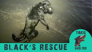 Dog abandoned paralyzed in the sea. Everybody told him to put it down Black's Story  Takis Shelter