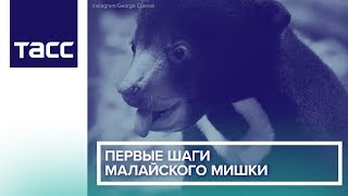 Первые шаги малайского мишки Первые шаги малайского мишки