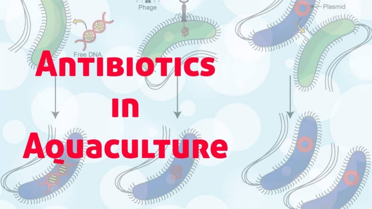 Are Antibiotics Used In Fish Farming?