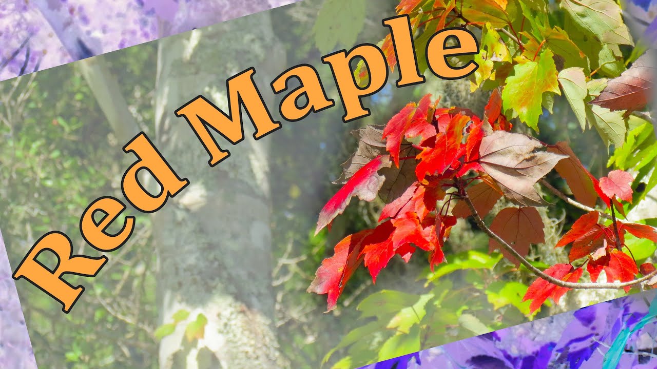 RED MAPLE - Flora and Fauna of the Sea Islands