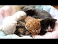 Melting hearts, one tiny stretch at a time! 💖 Five ultra-realistic kittens dreaming sweetly