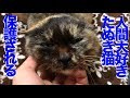 重症のたぬき猫、雪の中で緊急に保護される The raccoon cat was rescued