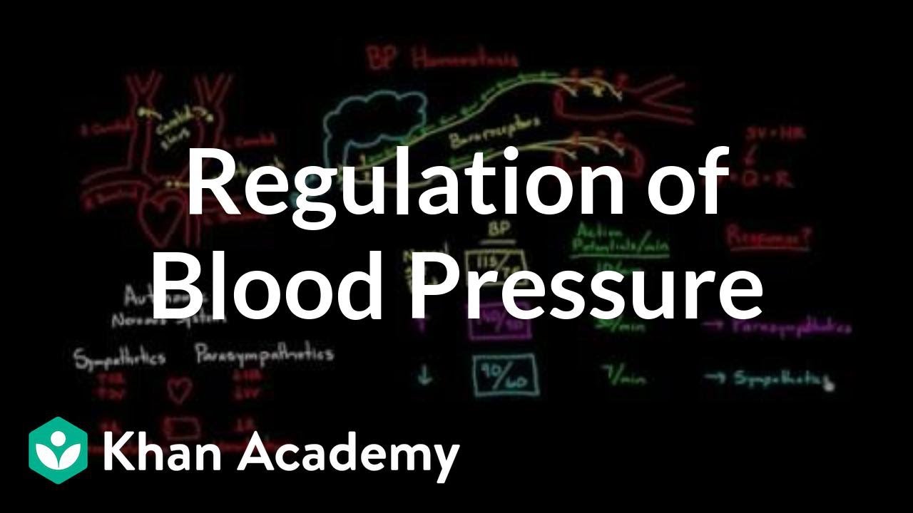 Blood Pressure Homeostasis Flow Chart