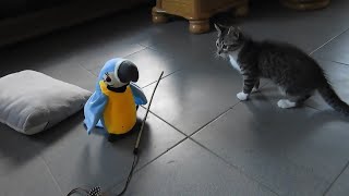 Kitten meets talking toy parrot with adorable results screenshot 5
