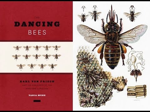 The secret language of bees, the Karl von Frisch story