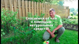картинка: Спасаемся от тли с помощью натуральных средств