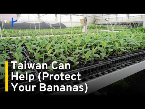 youtube影片:Taiwan Lab Breeds Bananas To Resist TR4 Strain Behind Spread of Panama Disease