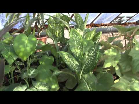 Video: Záhradníctvo v kontajneroch – pestovanie zeleniny v kontajneroch