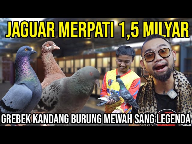 JAGUAR MERPATI 1,5 MILYAR GREBEK KANDANG BURUNG MEWAH SANG LEGENDA BANDAR PIGEON #KINGOFTHEJUNGLE class=