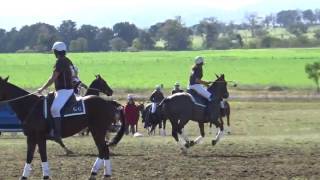 Famous MAH00385 Profile