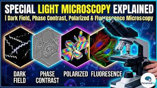 Special Light Microscopy Explained | ParamedIQ