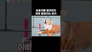보호자를 발견하자 바로 돌변하는 모카 #왜그러냥귀엽개 #shorts