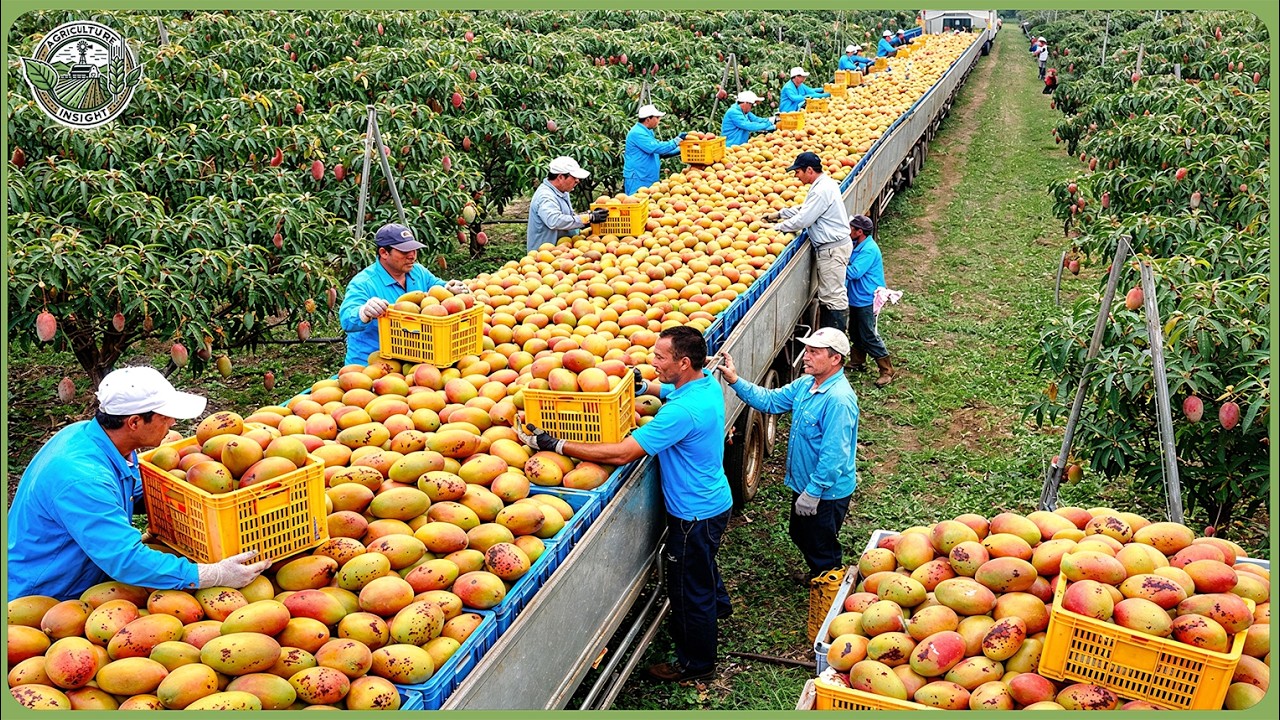Incredible India Farmers Harvesting Millions Tons of Fruits & Vegetables   Massive Farming Process
