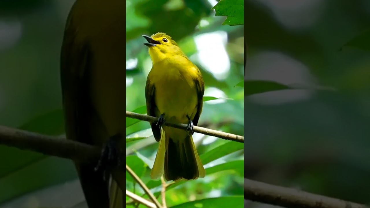 Cute Yellow-browed Bulbul Flying away from The mango tree 