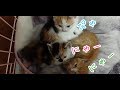 子猫の鳴き声がひとりだけ個性的でかわいい件 Kitten's voice is only slightly unique and cute