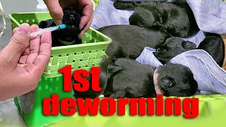 17days old Maltese-Shih Tzu Puppies 1st Deworming #malshi
