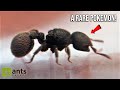I CAUGHT SOME NEW QUEEN ANTS (1 of them is SUPER RARE)
