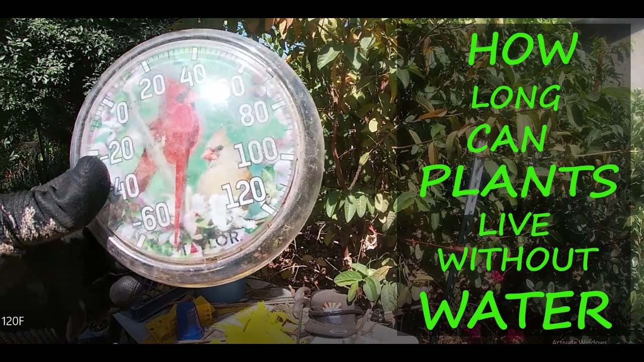 How Long Can Plants Live In 120F Heat Without Water YouTube How Long Can Plants Live In 120F Heat Without Water YouTube