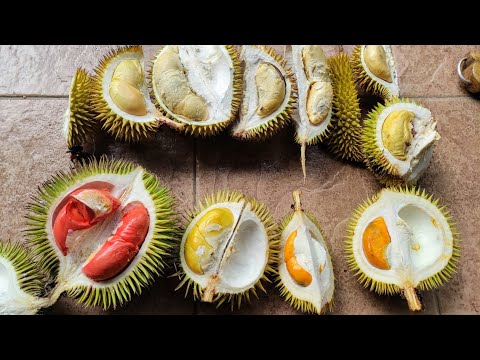 ドリアン苗Orange Durio Graveolens苗 DOG10 Durio graveolens (red, orange and yellow) taste in Borneo - YouTube