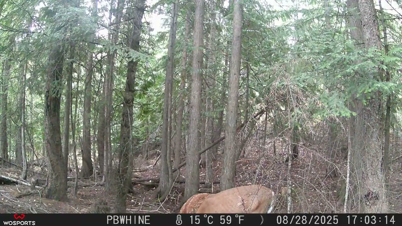 WOSPORTS Digital Wildlife Camera Video 3