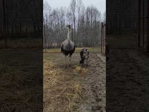 Африканский и австралийский страусы в Подмосковном сафари-парке #страус #ostrich #птицы #funnyanimal