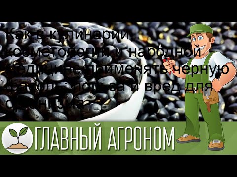 Как в кулинарии, косметологии и народной медицине применять черную фасоль: польза и вред для орган.