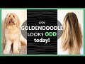 MY GOLDENDOODLE LOOKS LIKE... Many Odd Things!