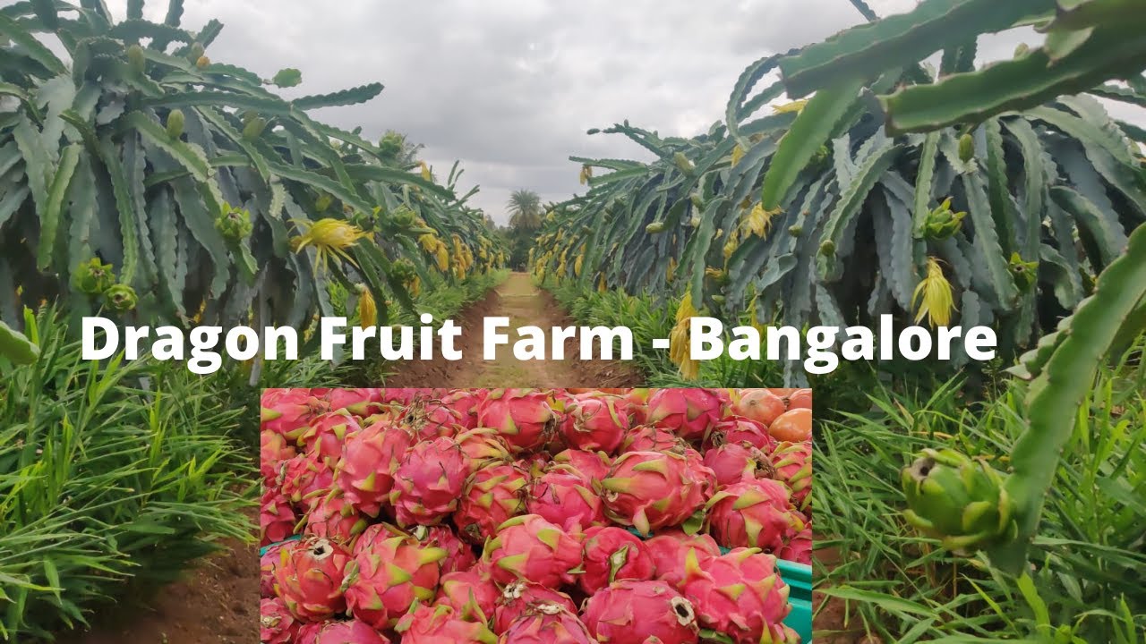 Dragon Fruit Farm Tour Dragon Fruit Farming Bangalore Karnataka Gayathri Reddy Vlogswhats