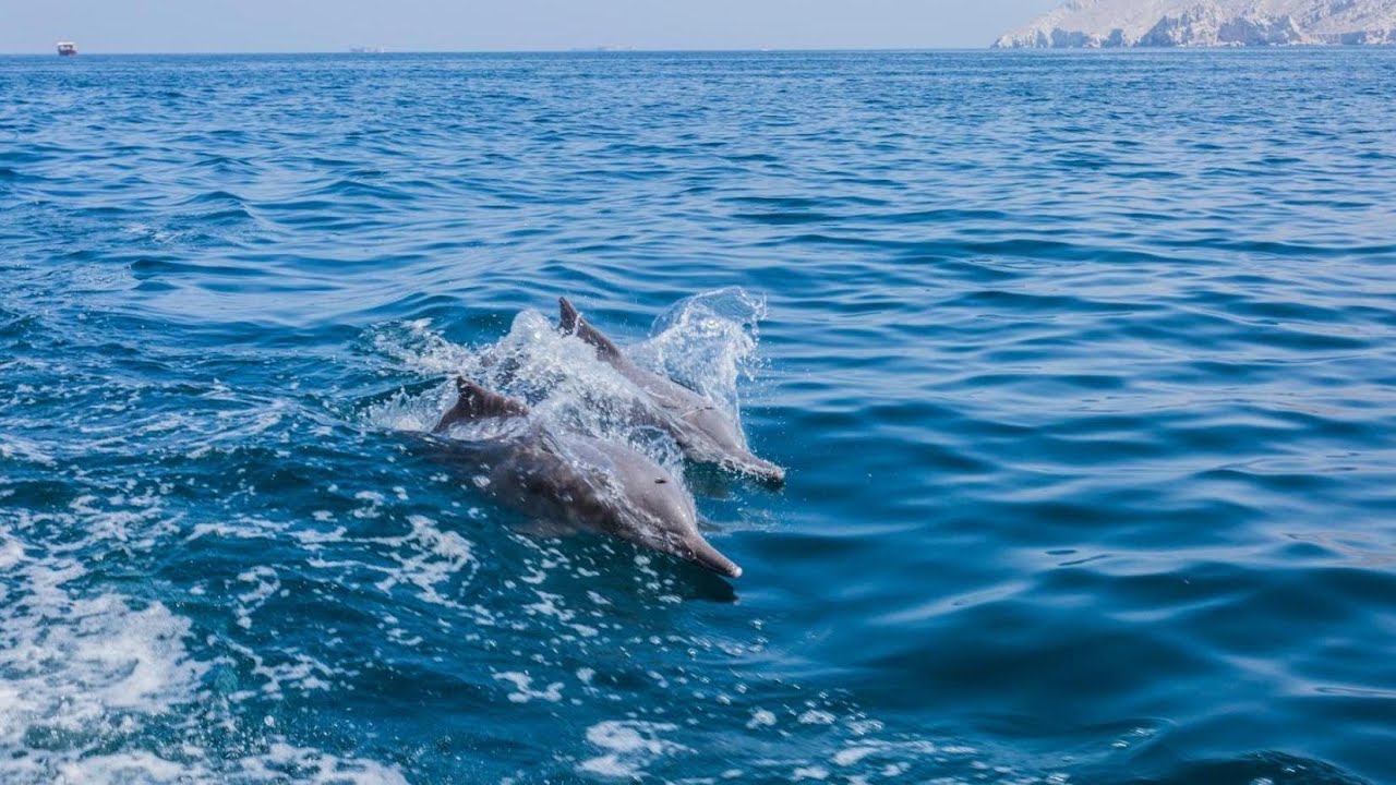 Atana Musandam Resort, Khasab, Oman | Travel With Yogeshwari