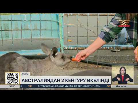Kangaroos have appeared at the biological center in Semey