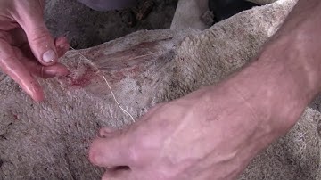 Animal welfare sheep shearing wounds | Department of Primary Industries and Regional Development
