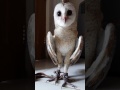 Cute owl head bang (Barn Owl)