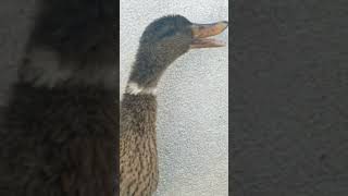 duck sound #shorts #loveanimals