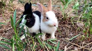 Two adorable rabbits sitting together in the lush green grass. | my pet