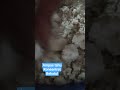 meracik pakan bebek