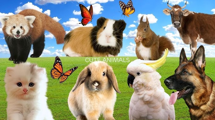 Funny farm animal moments: Elephant, Fox, Chicken - Wildlife ...