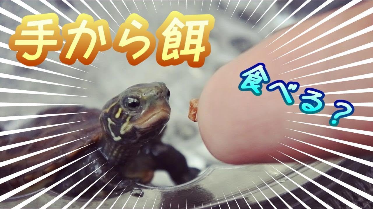 クサガメベビーつくの成長記9 亀に手から餌をあげてみた ゼニガメ 赤ちゃん かわいい なつく Feeding Baby Turtle 餌やり 慣れる Youtube