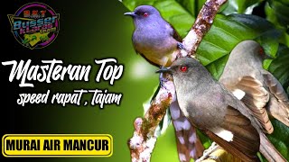 Masteran Burung Murai air Mancur gacor jeda 1 menit Durasi panjang