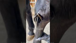 Horse leech 😫 | Heamopis Sanguisuga #interestingfacts #uniquefacts #animals #worms #leeches #trea...