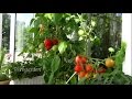 Выращивание  помидоров на балконе